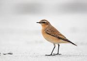 Steinschmaetzer - Wheatear (Oenanthe oenanthe)